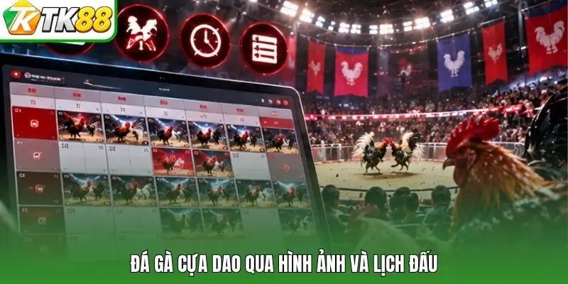 Đá gà cựa dao qua hình ảnh và lịch đấu