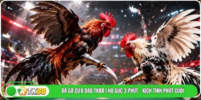Đá Gà Cựa Dao Tk88 | Hạ Gục 3 Phút - Kịch Tính Phút Cuối