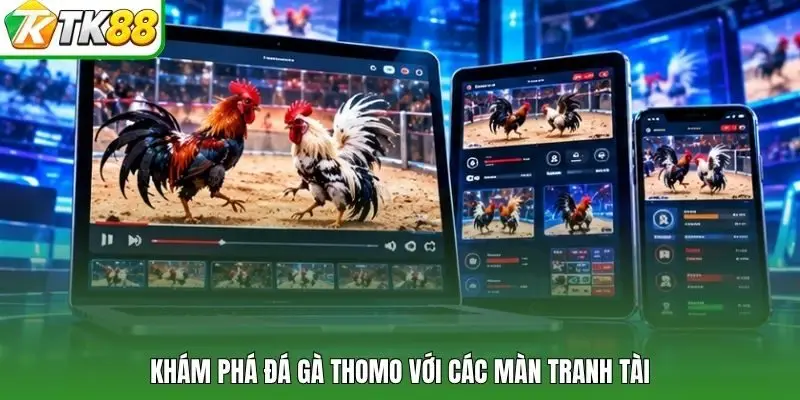 Khám phá đá gà Thomo với các màn tranh tài