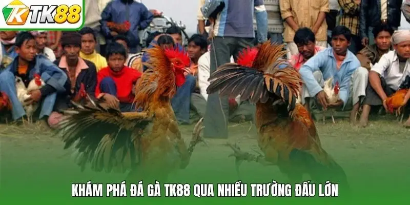Khám phá đá gà TK88 qua nhiều trường đấu lớn