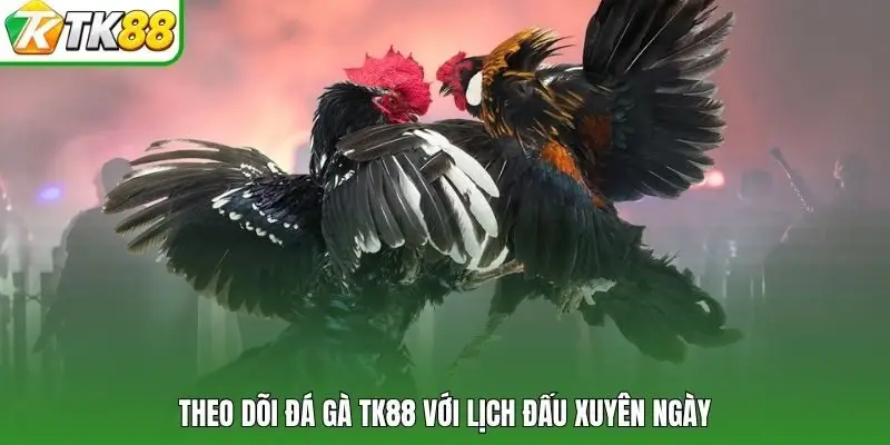 Theo dõi đá gà TK88 với lịch đấu xuyên ngày